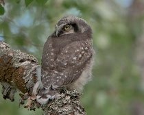 Sperbereule juv.(Surnia ulala), Pasvik, Norwegen