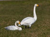 Singschwan (Cygnus cygnus), Möhlin