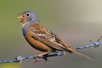 Grauortolan (Emberiza caesia), Lesbos