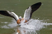 Rostgans (Tadorna ferruginea), Petite Camargue Alsacienne, Frankreich