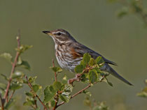 Rotdrossel (Turdus iliacus), Varanger, Norwegen