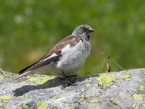 Schneesperling (Montifringilla nivalis), Prachtkleid, Furka Passhöhe