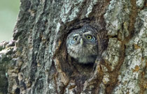 Sperlingskauz (Glaucidium passerinum), Bialowieza / Polen