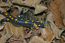Feuersalamander (Salamandra salamandra), Villnachern