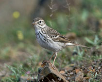 Kanarenpieper (Anthus berthelotii), Fuerteventura, Spanien