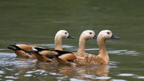 Rostgans (Tadorna ferruginea), Petite Camargue Alsacienne, Frankreich