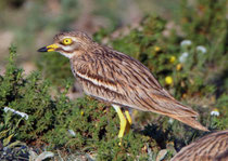 Triel (Burhinus oedicnemus), Massa Nationalpark, Marokko