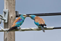 Blauracke (Coracias Garrulus), Nähe Trujillo, Extremadura E