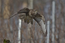 Mäusebussard (Buteo buteo), Schinznach