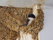 Mehlschwalbe (Delichon urbicum) beim Nestbau, Alentejo, Portugal