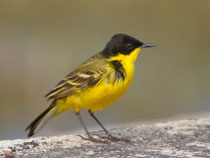 Maskenschafstelze (Motacilla flava feldegg), Kalloni, Lesbos
