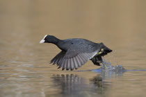 Blässhuhn (Fulica atra), Klingnauer Stausee