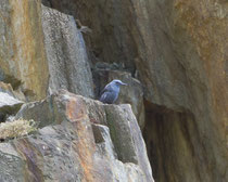 Blaumerle (Monticola solitarius), Castione TI