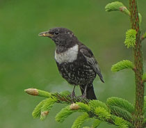 Ringdrossel (Turdus torquatus), Glaubenberg OW