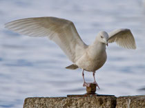 Polarmöwe (Larus glaucoides), Merligen (Thunersee)
