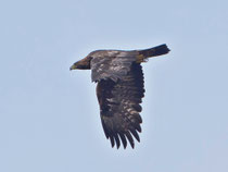 Steinadler (Aquila chrysaetos), Gurnigel