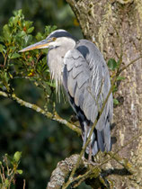 Graureiher (Ardea cinerea), Klingnauer Stausee