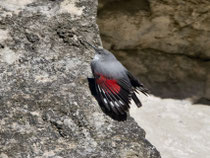 Mauerläufer (Tichodroma muraria), St. Ursanne JU