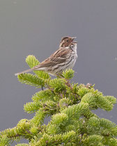 Zwergammer (Emberiza pusilla), Glaubenberg LU