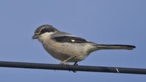 Mittelmeer-Raubwürger (Lanius meridionalis), Castro Verde, Portugal