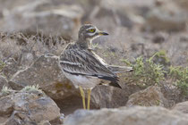 Triel (Burhinus oedicnemus), Fuerteventura, Spanien