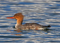 Mittelsäger W (Mergus serrator), La Sauge / Cudrefin