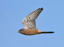 Turmfalke M (Falco tinnunculus), Hellikon AG