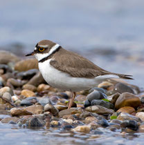 Flussregenpfeifer (Charadrius dubius), Jona-Stampf