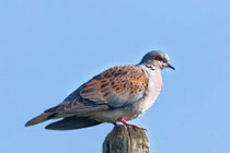 Turteltaube (Streptopelia turtur), Kaiserstuhl DE