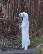 Hermelin (Mustela erminea), Klingnauer Stausee