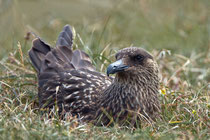 Skua (Stercorarius skua), Shetland GB