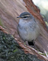 Dunkellaubsänger (Phylloscopus fuscatus), Helgoland DE