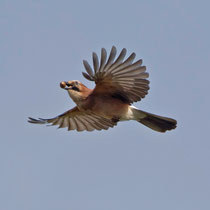 Eichelhäher (Garrulus glanarius), Schinznach