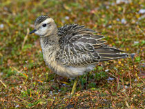 Mornellregenpfeifer (Charadrius adriaticus) Cassonsgrat bei Flims GR