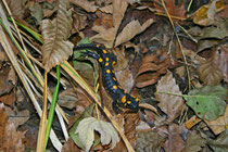 Feuersalamander (Salamandra salamandra), Villnachern