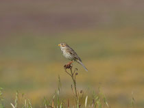 Grauammer (Emberiza calandra), Kalloni, Lesbos