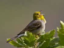 Türkenammer (Emberiza cineracea), Ipsilou, Lesbos