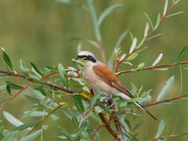 Neuntöter (Lanius collurio), Männchen, Petite Camargue Alsacienne, Frankreich