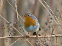 Rotkehlchen (Erithacus rubecula), Villnachern