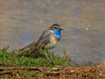 Blaukehlchen (Luscinia svezica), Rottenschwil 