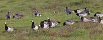 Weisswangengans (Branta leucopsis), Puise, Estland