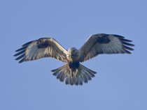 Raufussbussard (Buteo lagopus), Noville VD