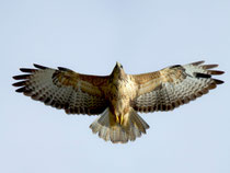 Mäusebussard (Buteo buteo), Villnachern