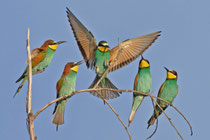 Bienenfresser (Merops apiaster), Castro Verde, Portugal