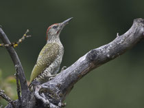 Grünspecht (Picus viridis) M juv., Schinznach