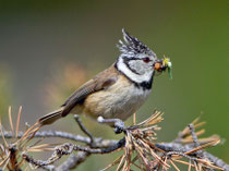 Haubenmeise (Lophophanes cristatus), Leuk VS