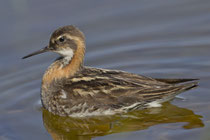 Odinshühnchen (Phalaropus robatus), Skafandafljot, Island