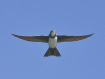 Alpensegler (Apus melba), Klingnauer Stausee
