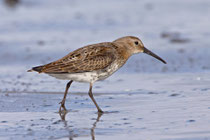 Alpenstrandläufer (Calidris alpina), Prerow, Mecklenburg-Vorpommern