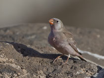 Wüstengimpel (Bucanetes githagineus), Fuerteventura, Spanien